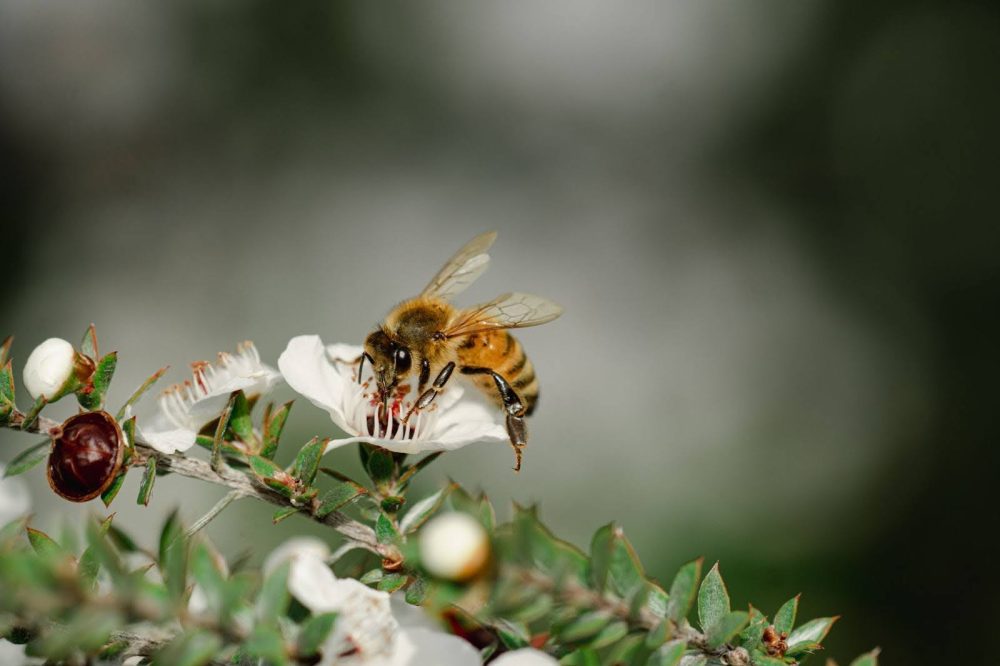 Bees foraging on Mānuka flowers