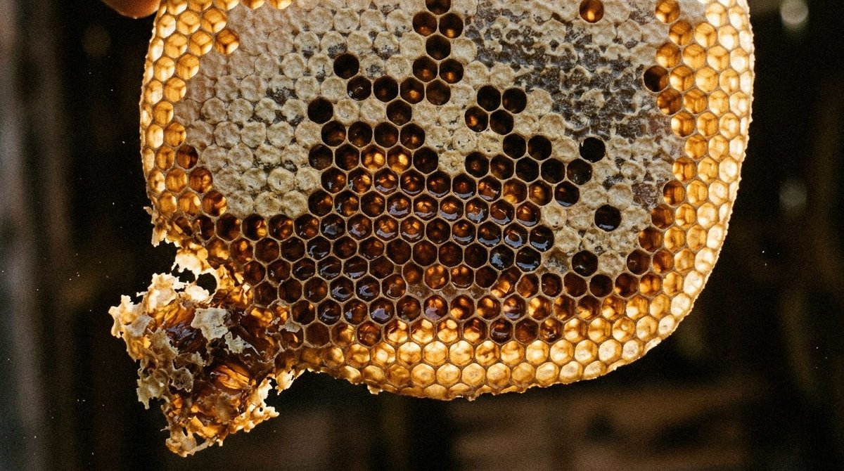 Backlit golden honeycomb — the source of every batch