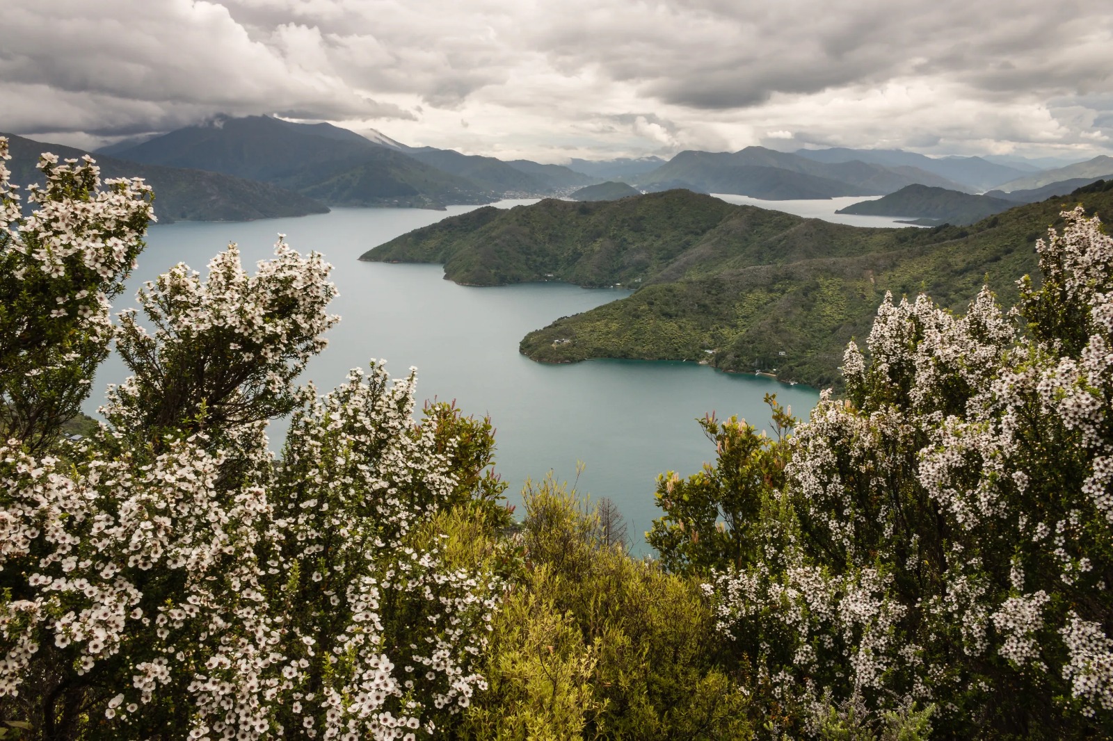 New Zealand Mānuka landscape