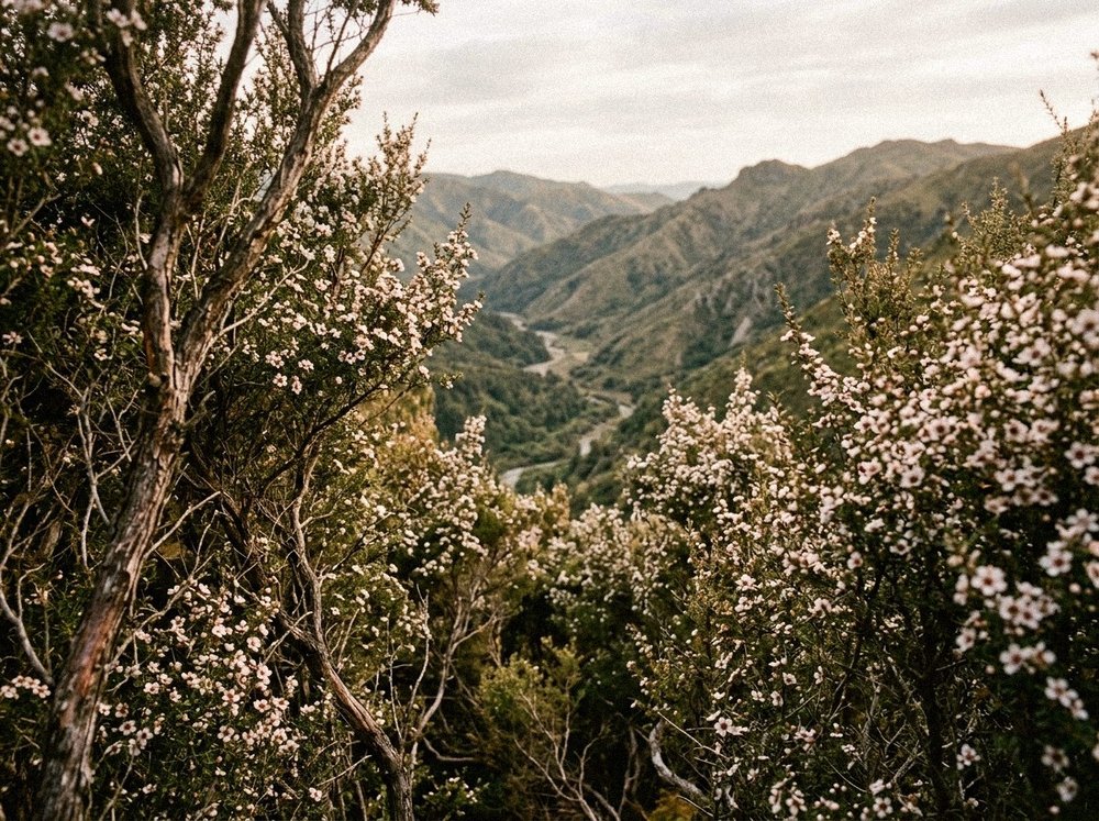 Flowering mānuka scrub above a remote New Zealand valley